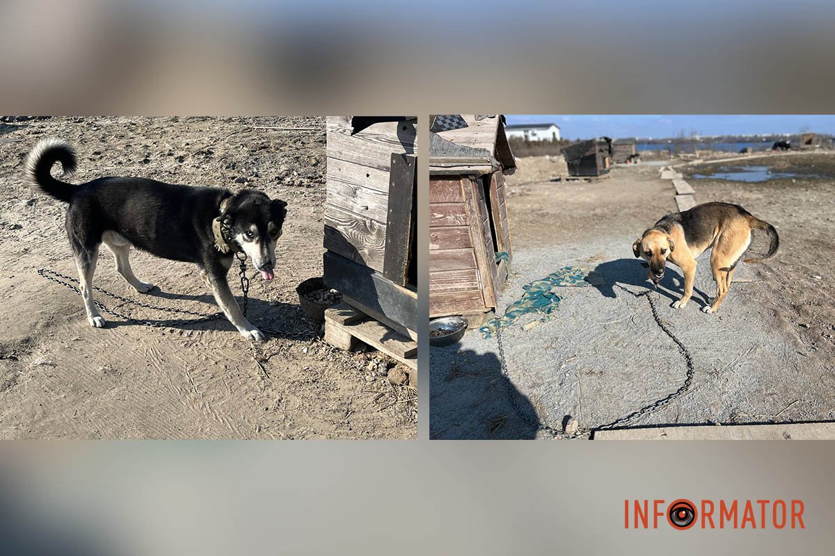 Один з цих песиків може охороняти ваш дім