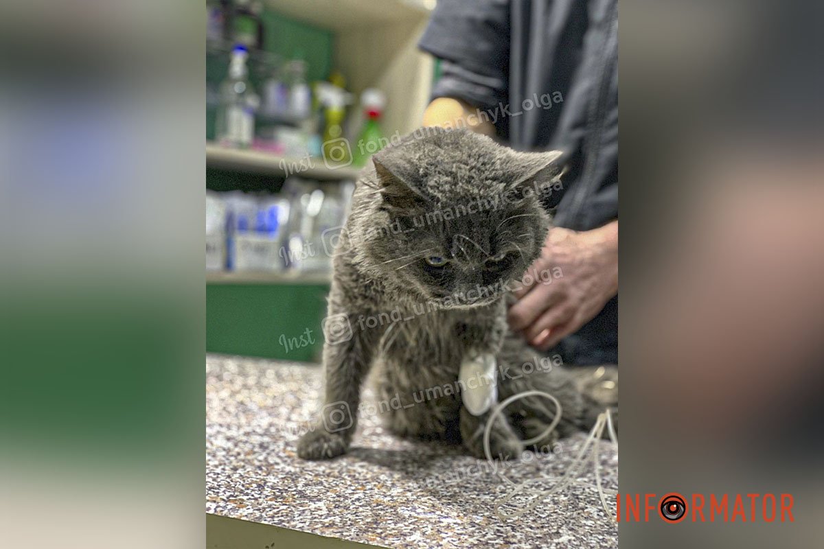 Котик Котик