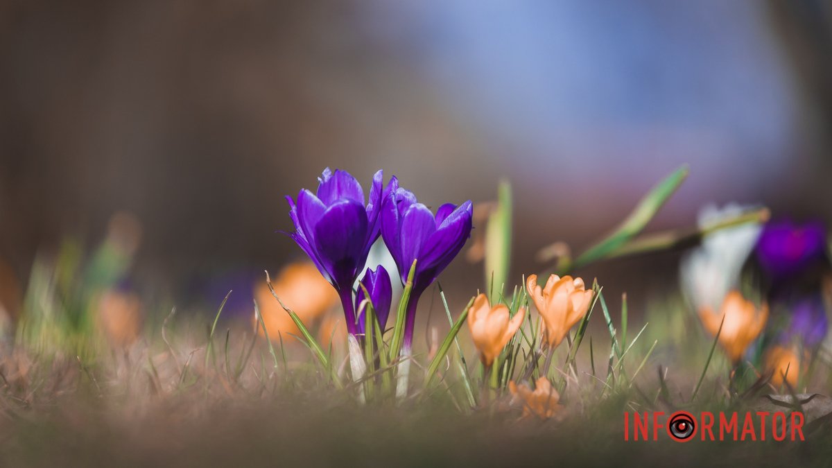 Весна пришла: в Днепре на Набережной Победы расцвели крокусы