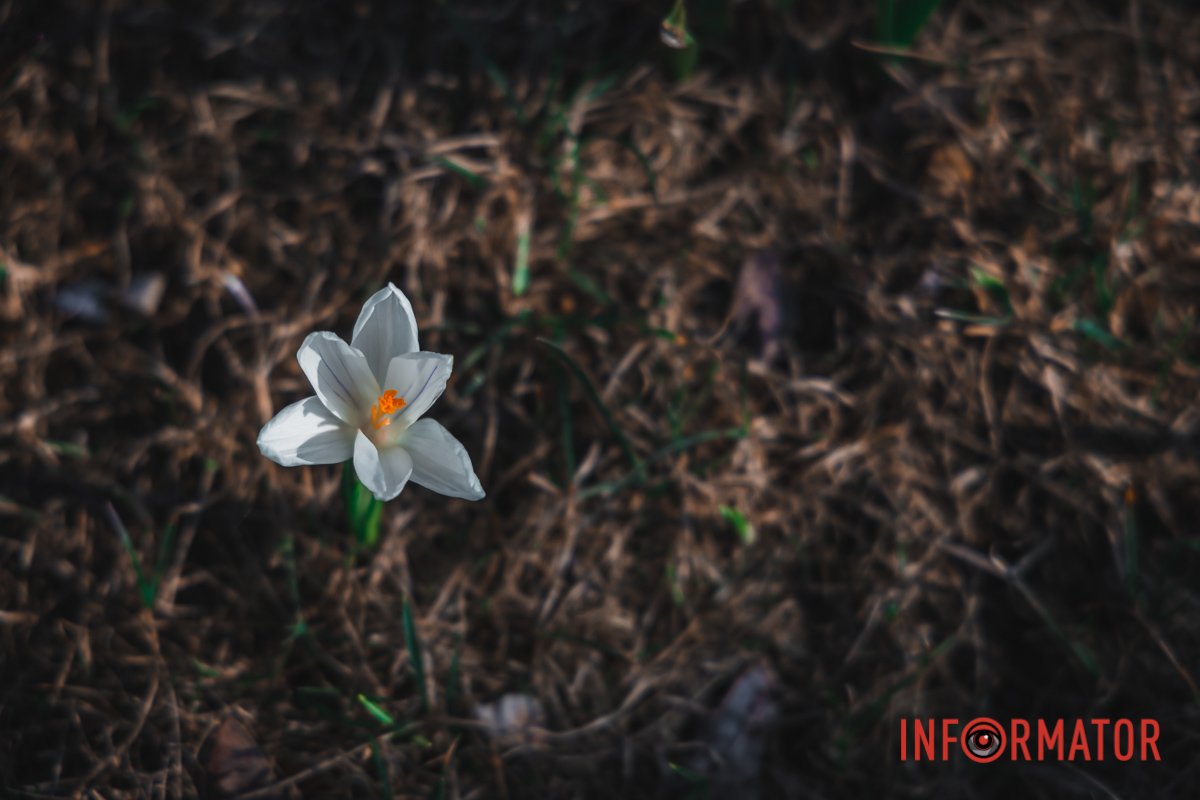 Біла квітка Біла квітка