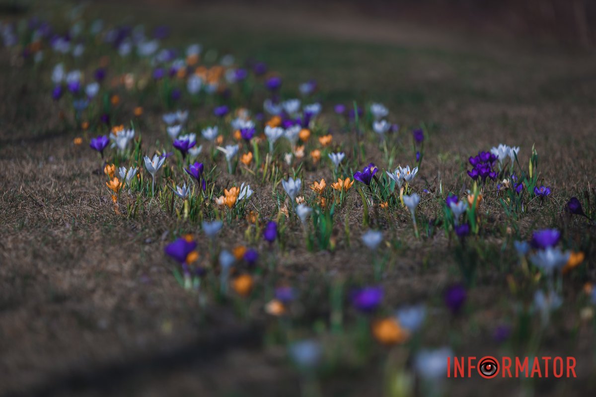 Стежка із квітів Стежка із квітів