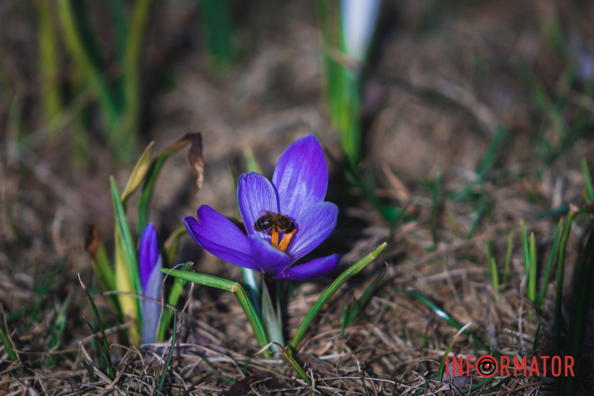 Розкритий бутончик Розкритий бутончик