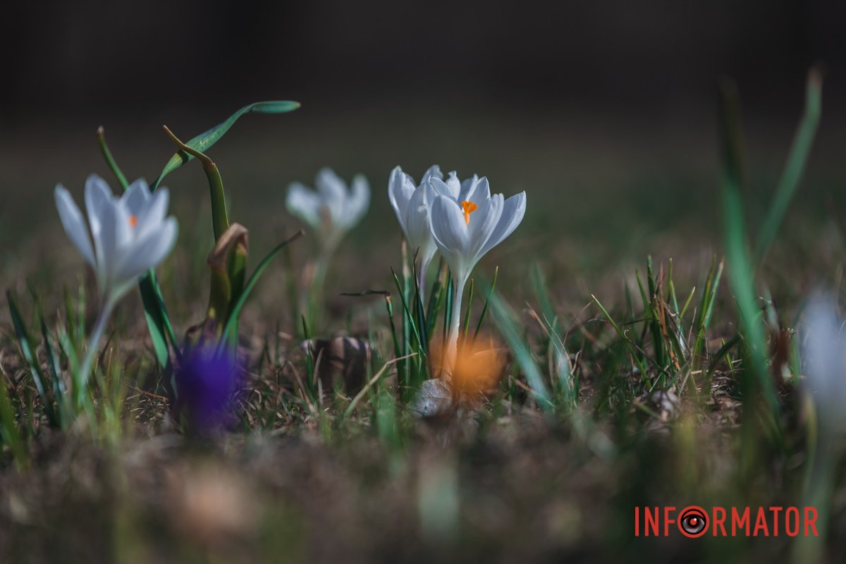 Весняна радість Весняна радість