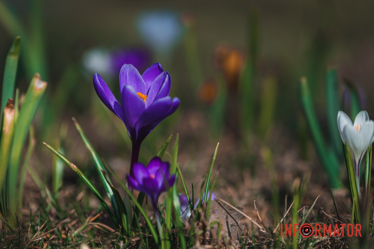 Краса навколо Краса навколо