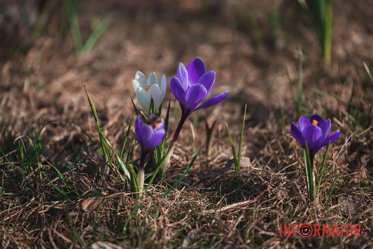 Квітки-друзі Квітки-друзі