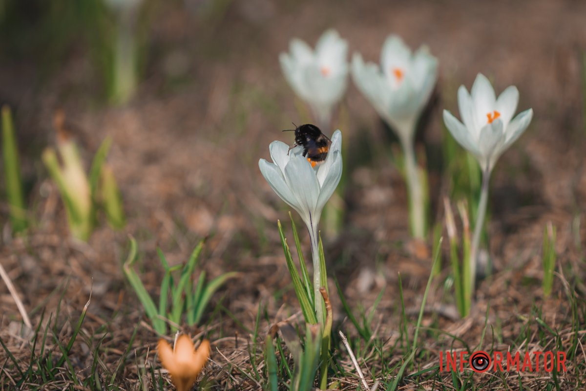 Комаха "працює" Комаха "працює"