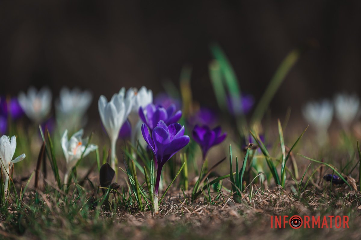 Око милує Око милує