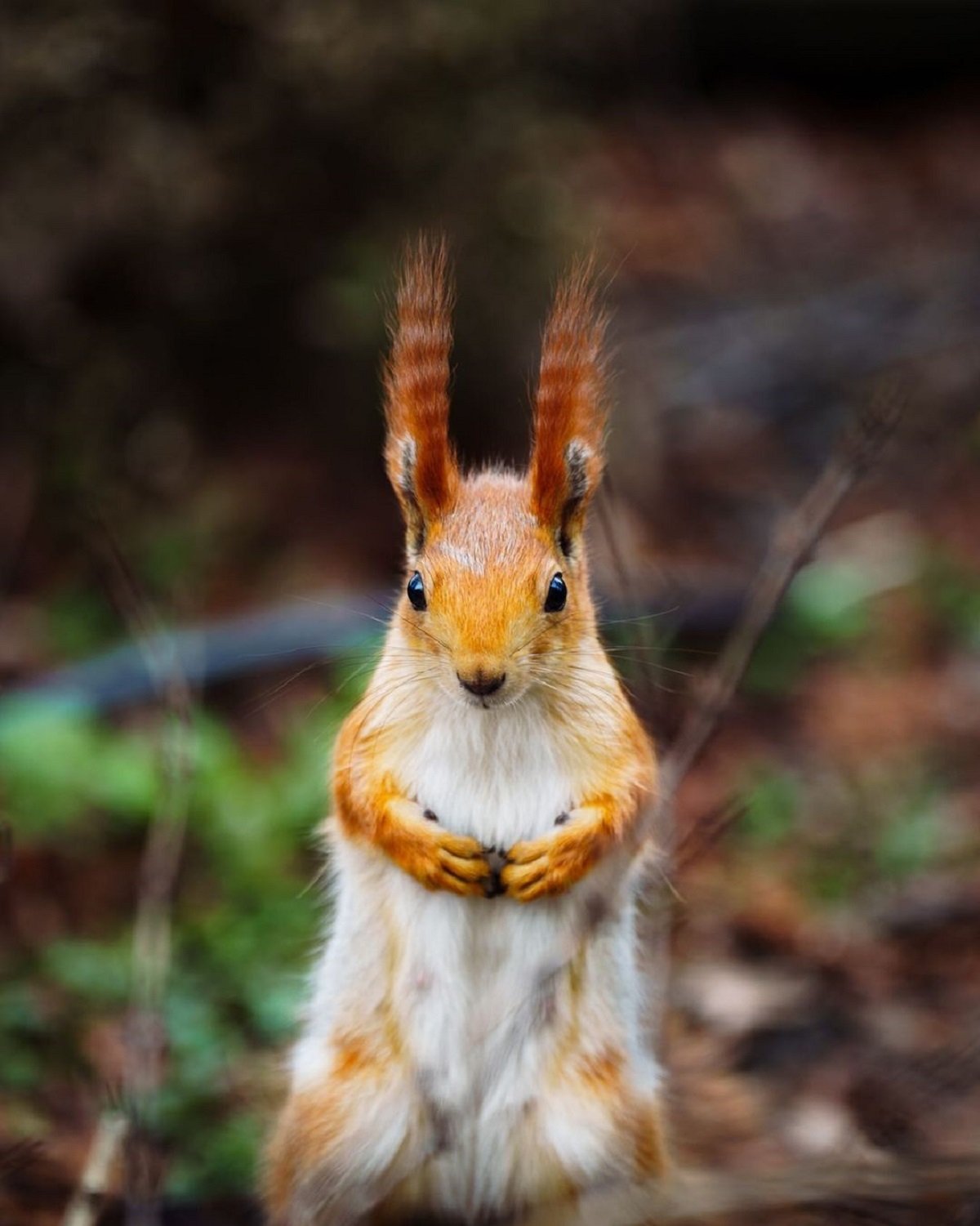 Фото: @anatolii_symonovych