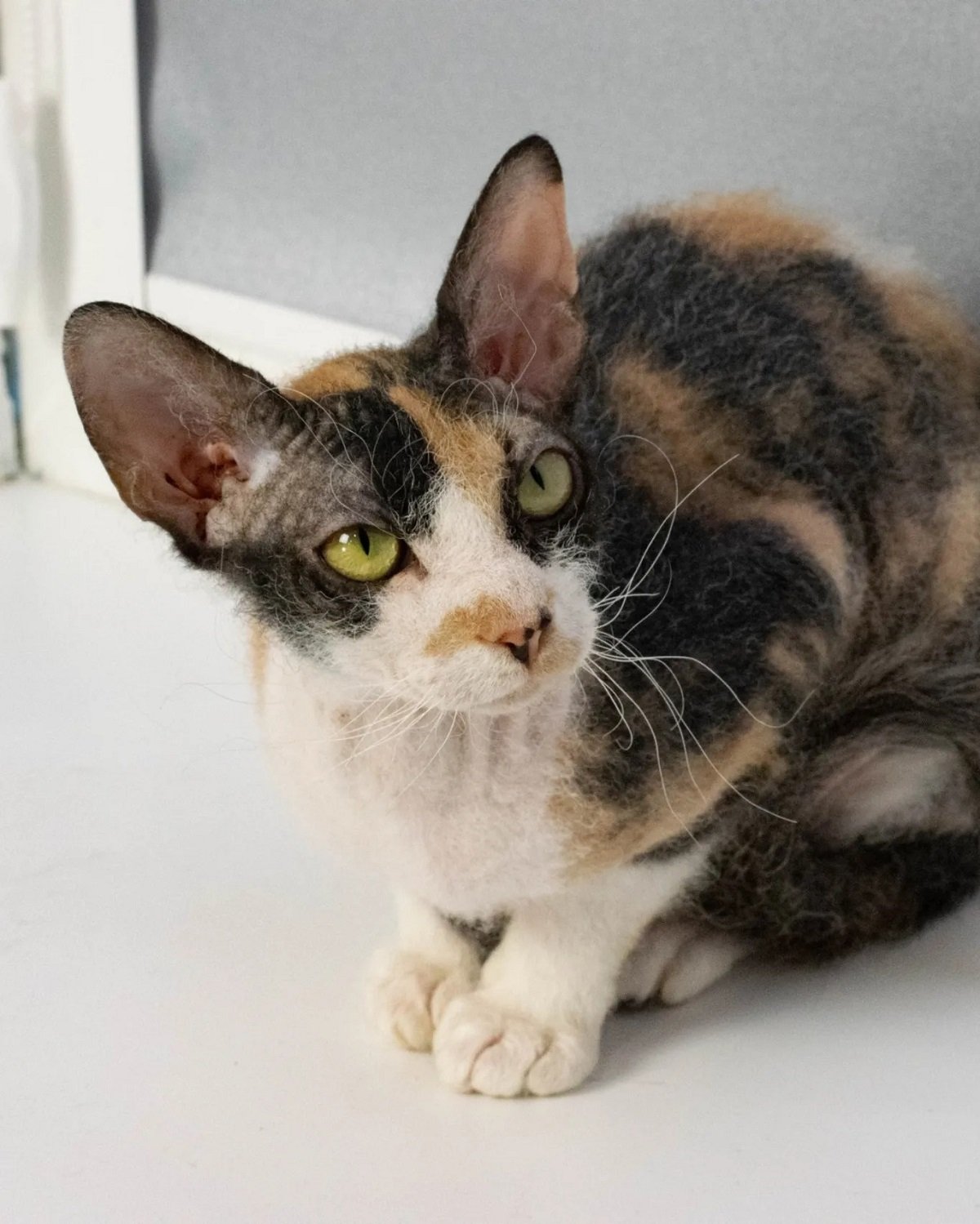 Гречка Гречка