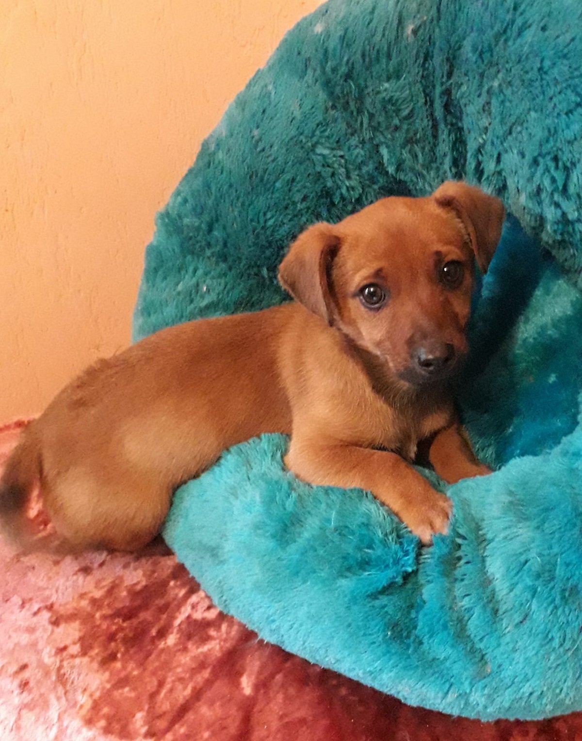 Пухнастики шукають родину: де у Дніпрі знайти муркотика чи песика 5