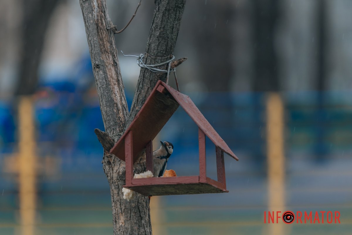 Справа пташиної важливості