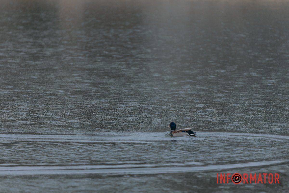 До речі, годувати качок хлібом не варто