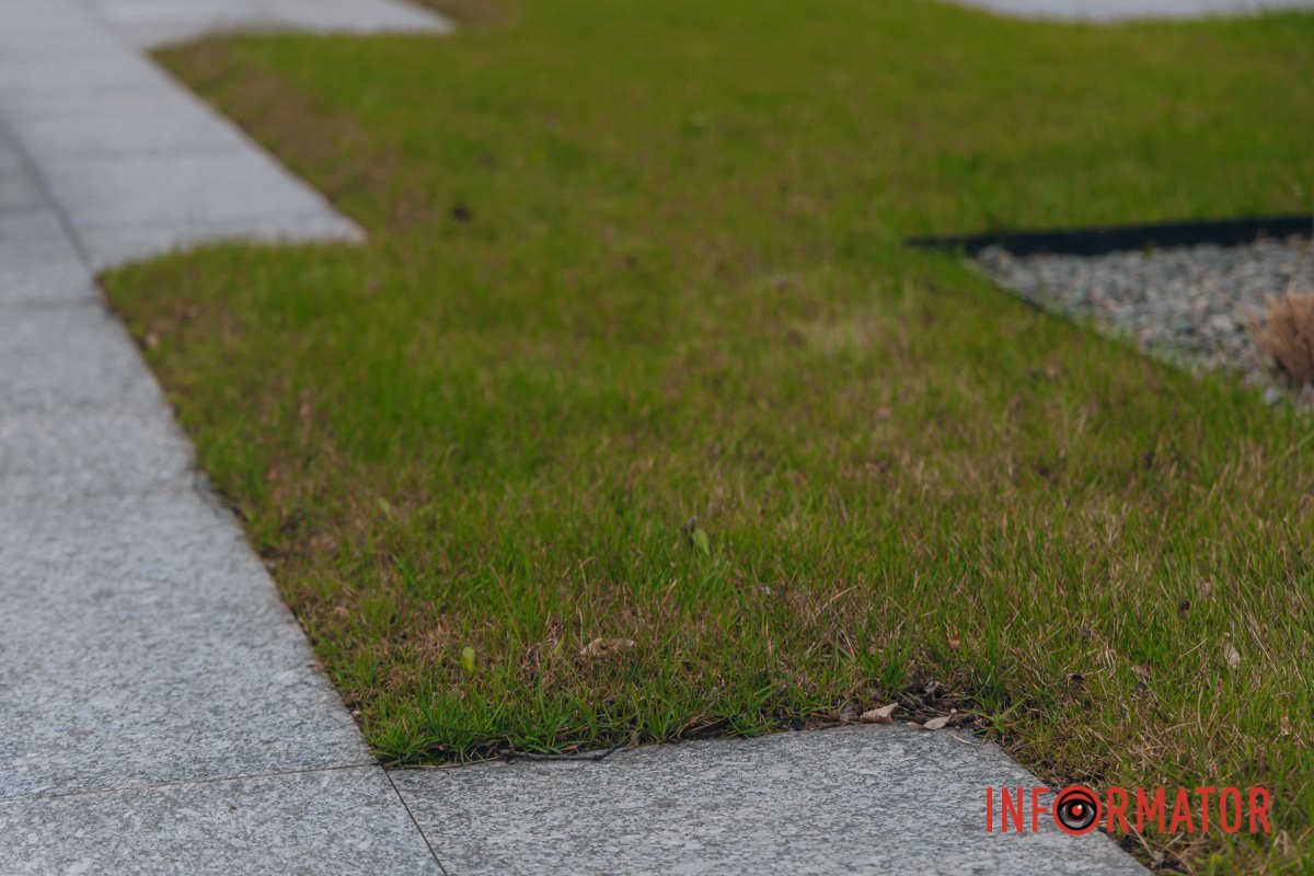 Декоративний газон