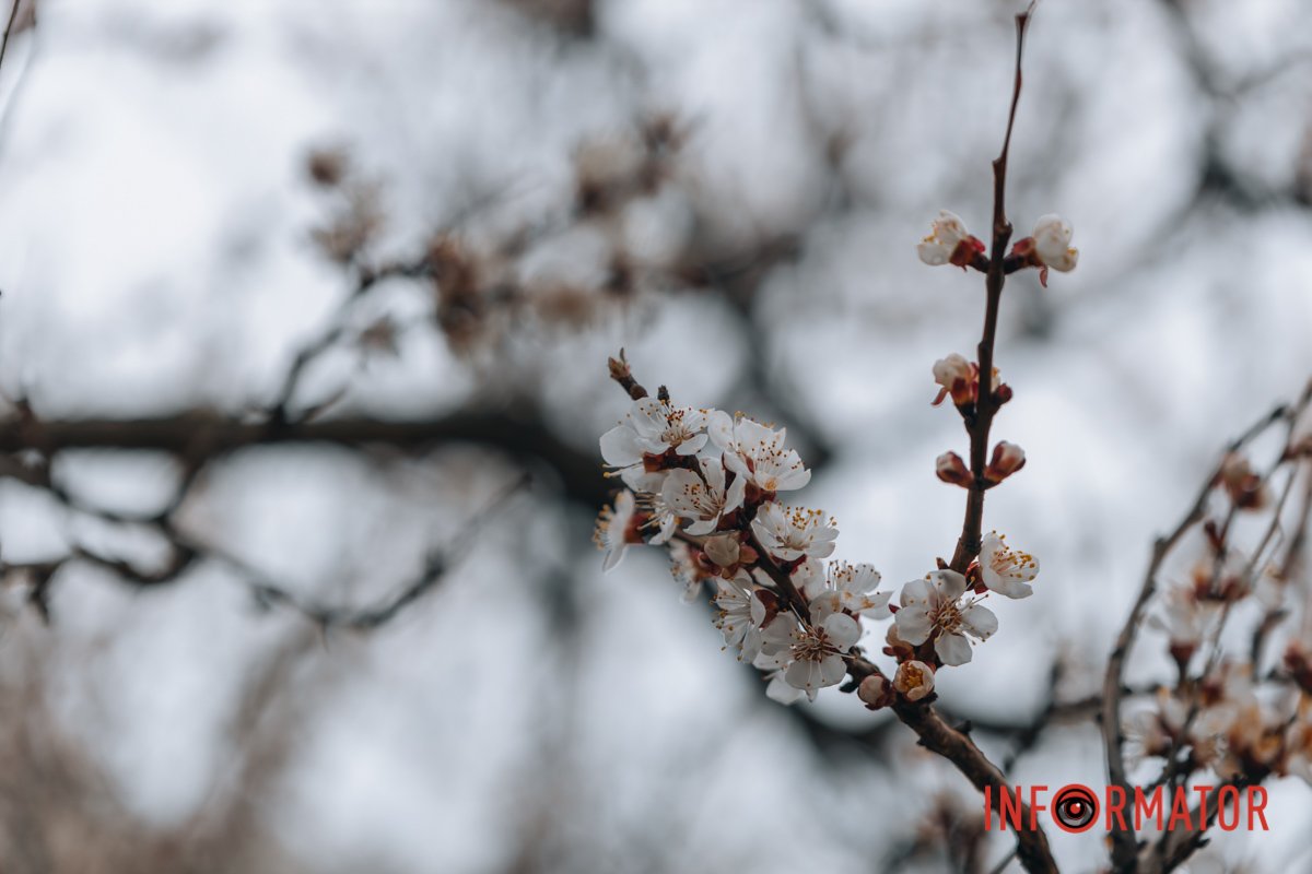Краса по-весняному