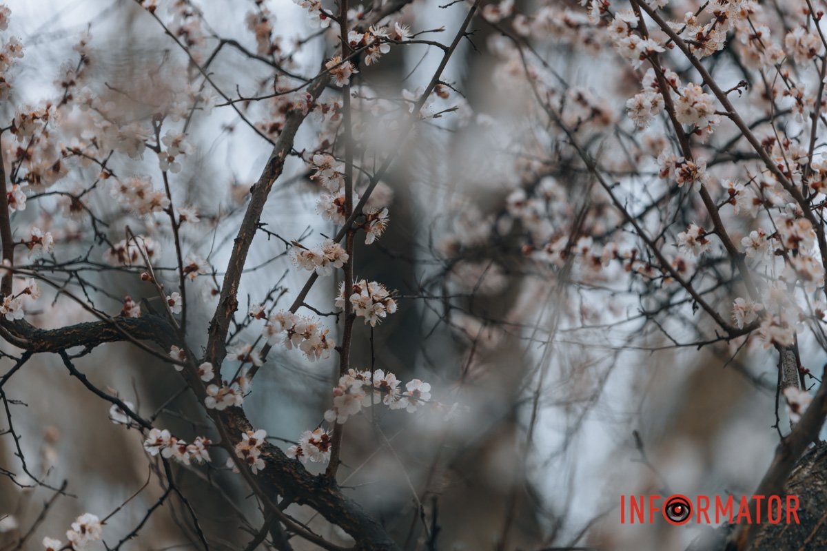 Ви подивіться на цю красу