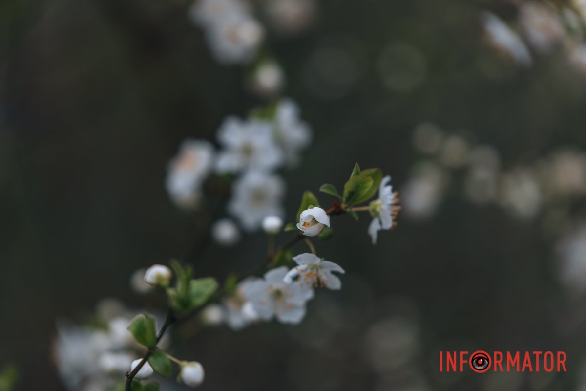 Витонченість 