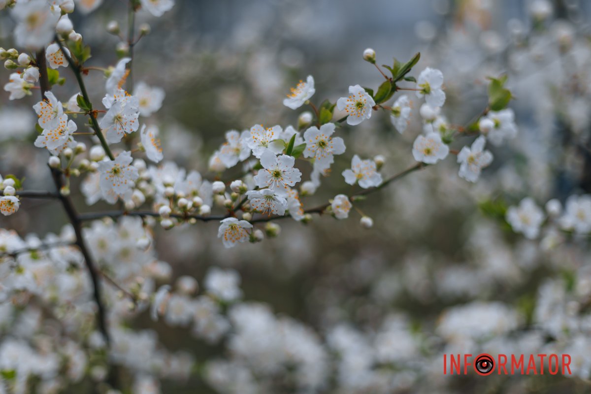 Дерева розквітли