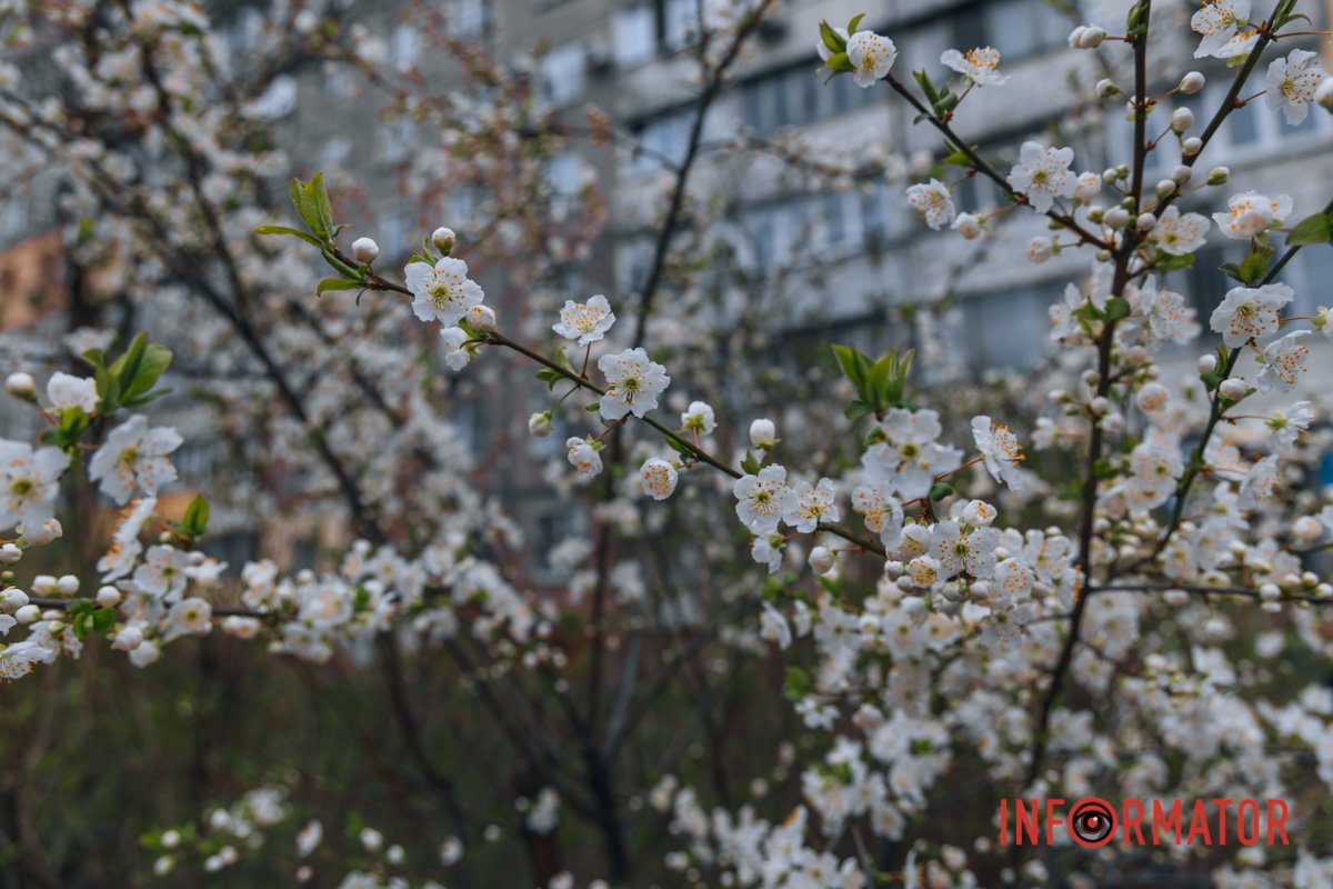 Прикрашена домівка 