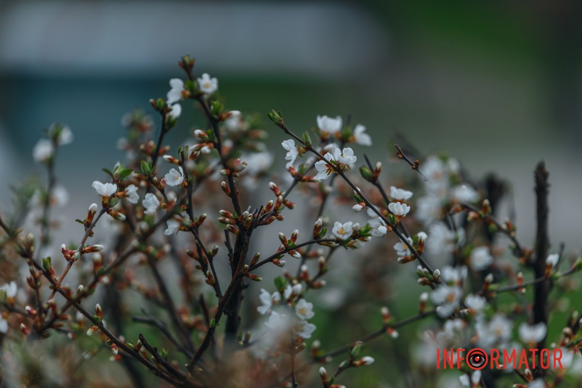 Цвітова гамма 