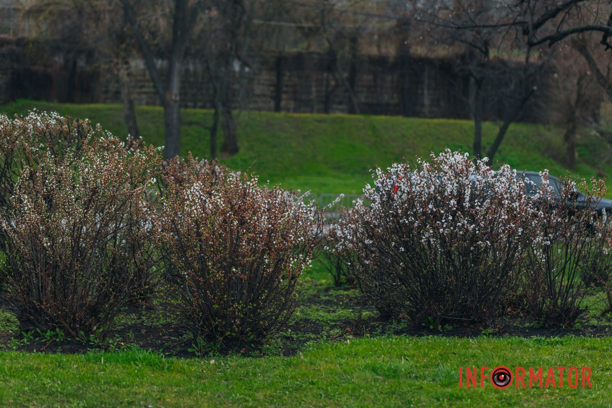 Зелена трава