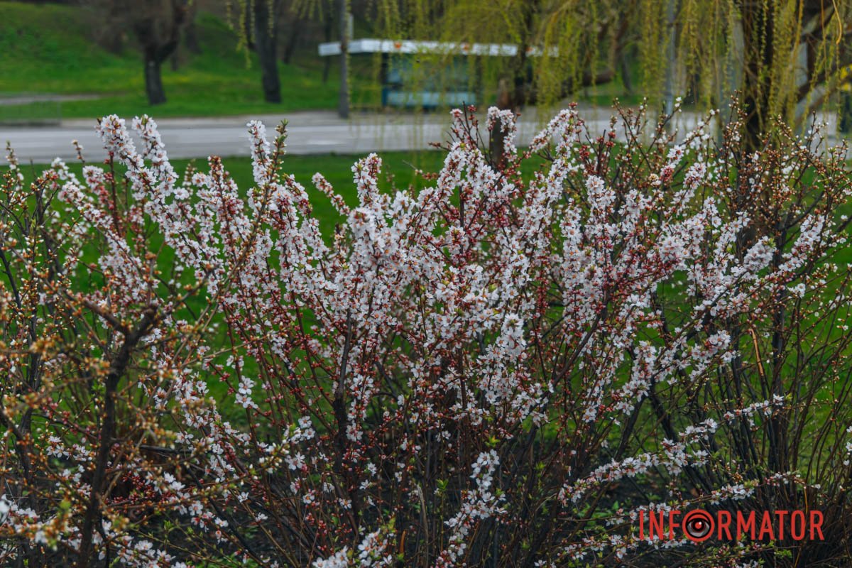 Квітковий аромат