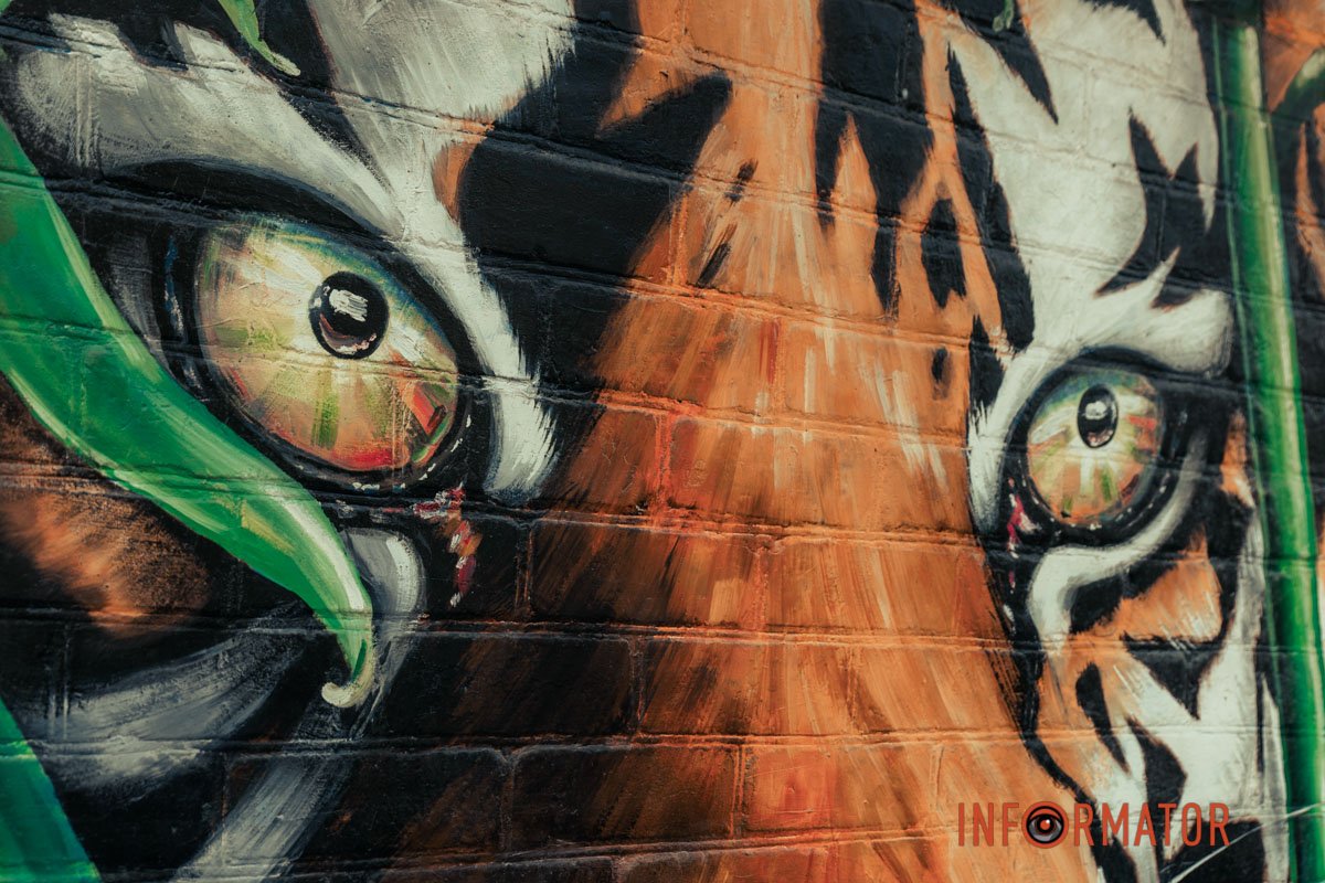 Очі тигра Очі тигра