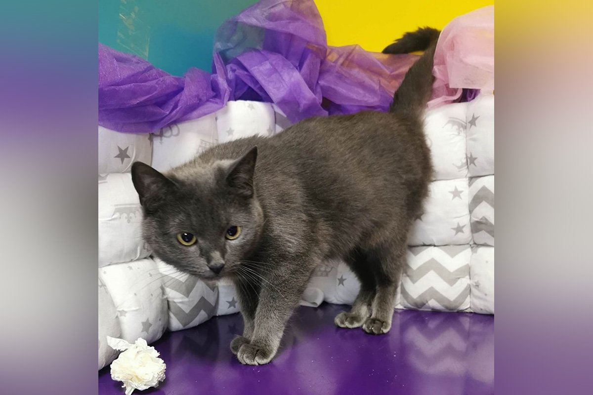 Фракція Фракція