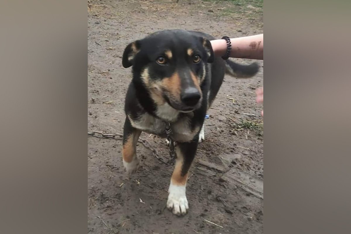 Собака Собака