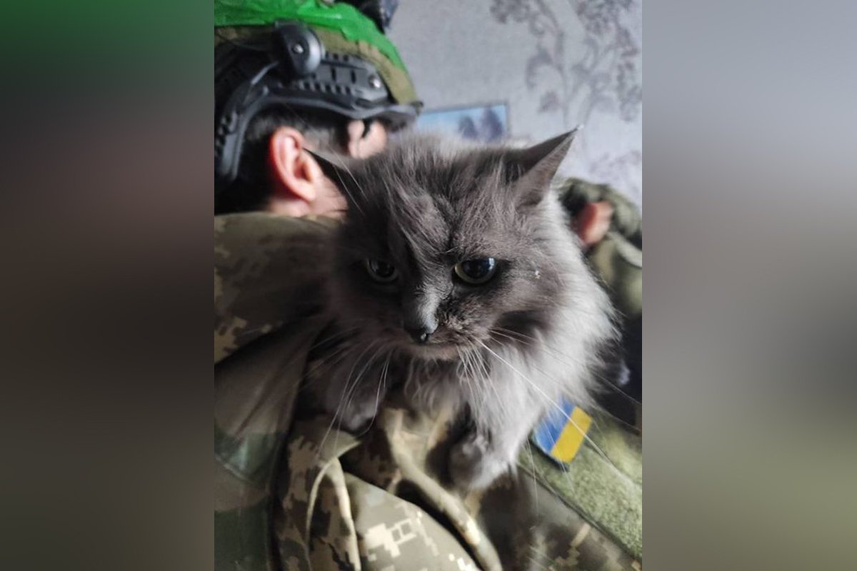 Кішка Кішка