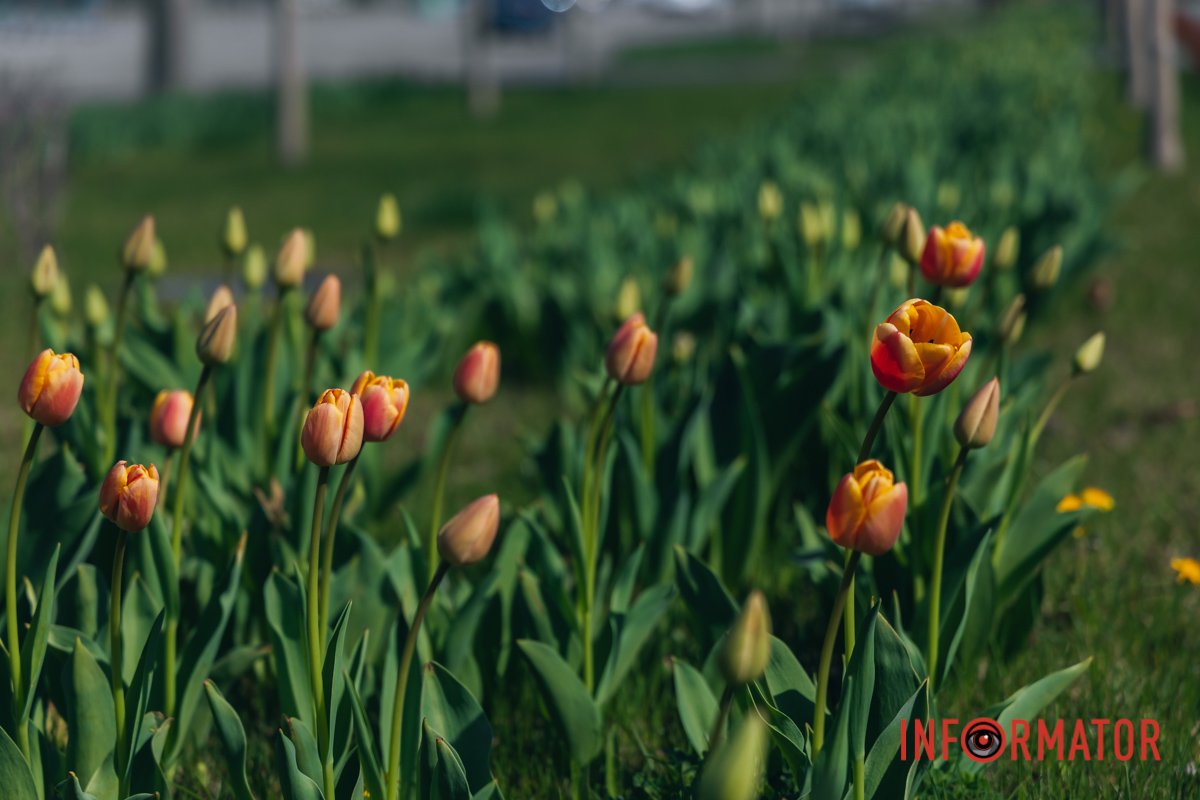 Дякуємо ЗСУ, що можемо милуватись квітами