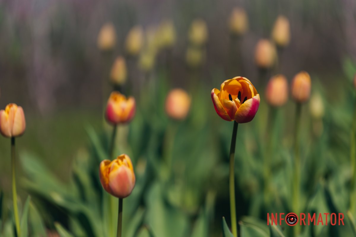 Треба зробити селфі