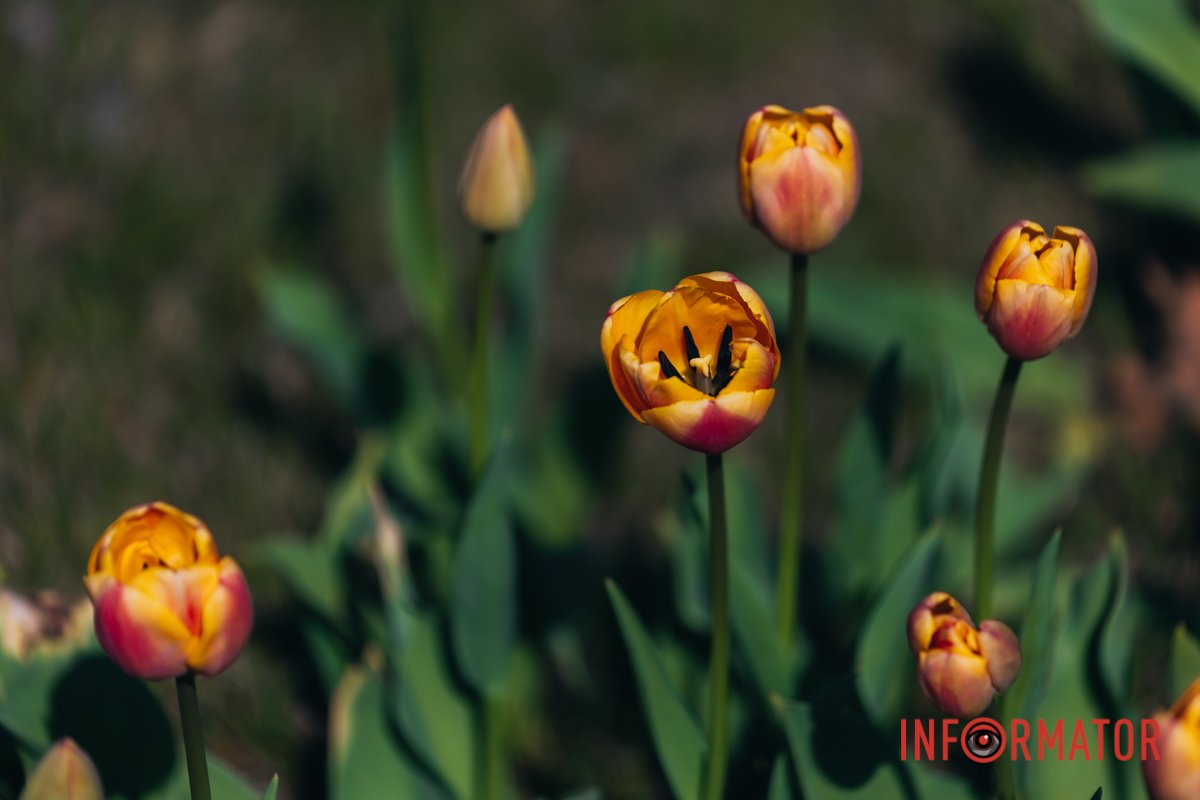 Тюльпани двох кольорів 