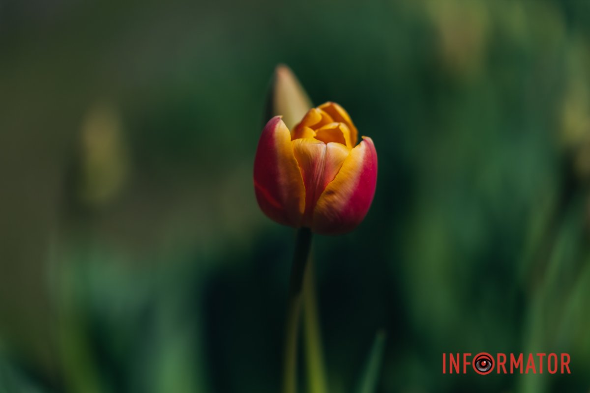 Весна прийшла