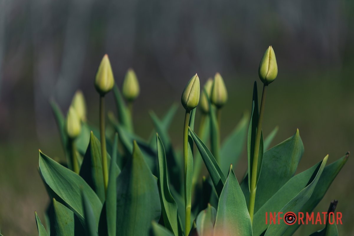 Набережна Перемоги у Дніпрі