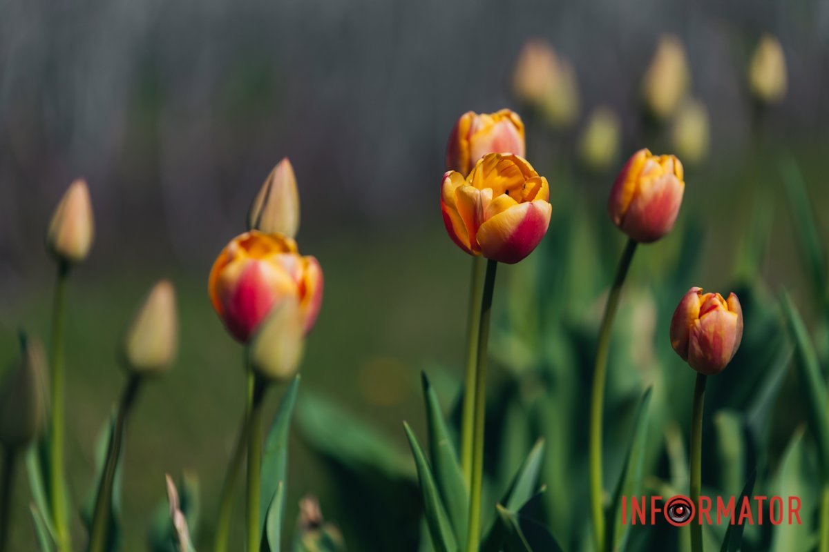 Ще трохи тюльпанів
