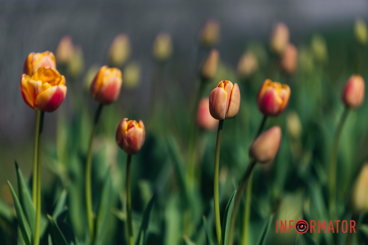 У Дніпрі сьогодні сонячно