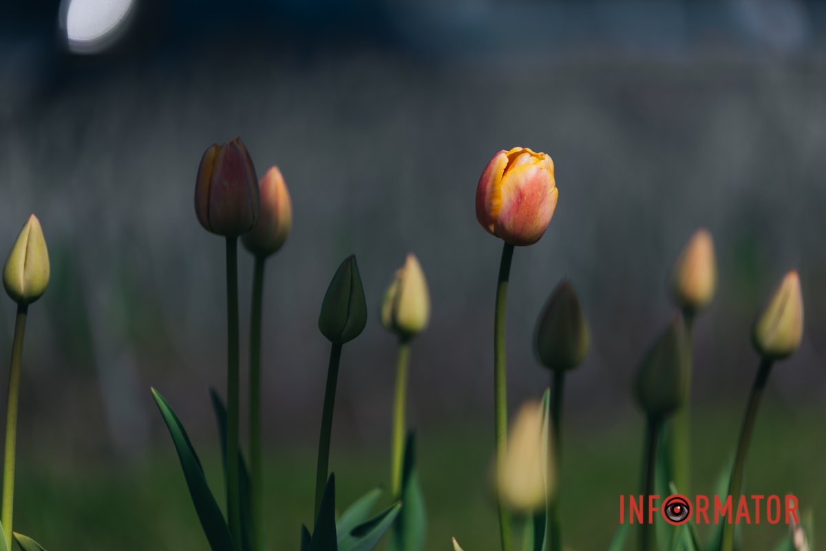 Автор фото: Денис Чубченко