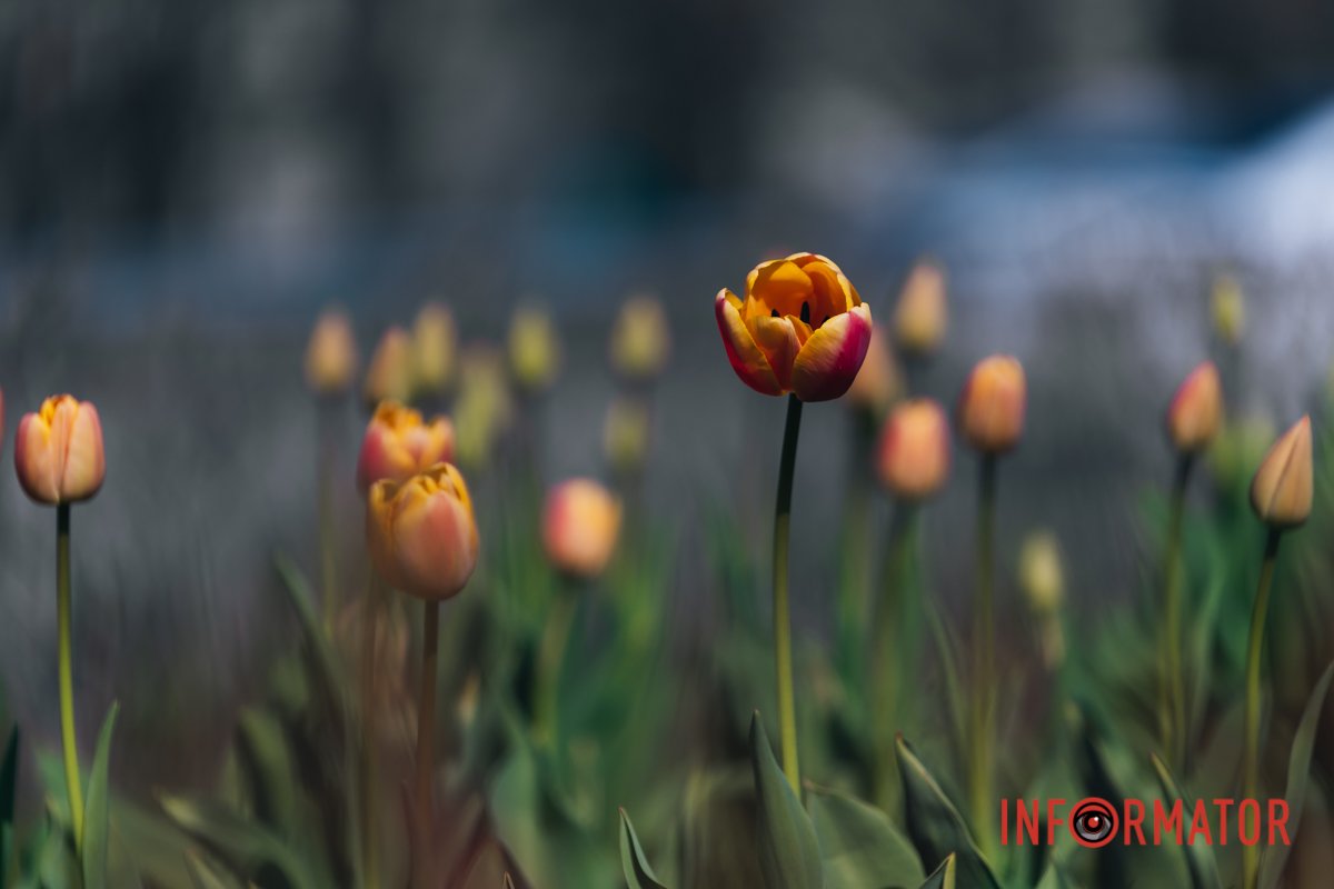 Понеділок може бути приємним