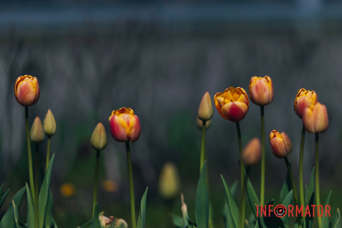 Тут можна зарядитись позитивом