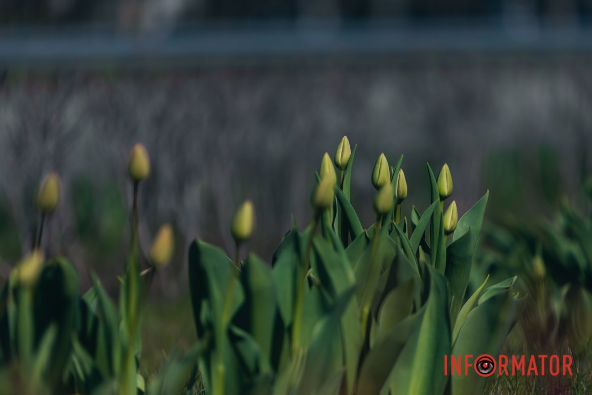 Трохи закритих бутонів 