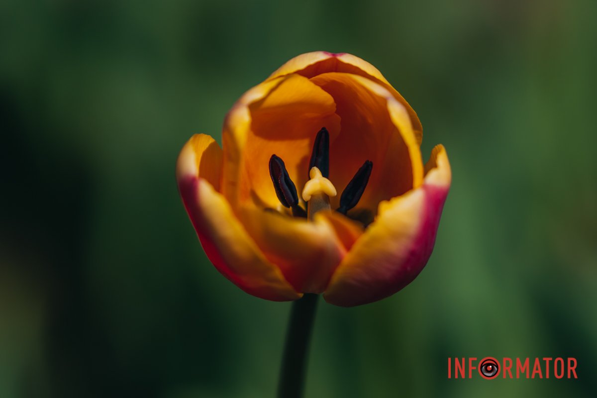 Насолоджуйтесь красою