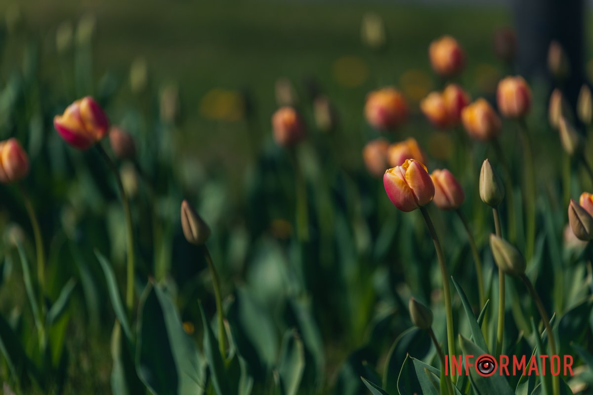 Вони дуже гарні