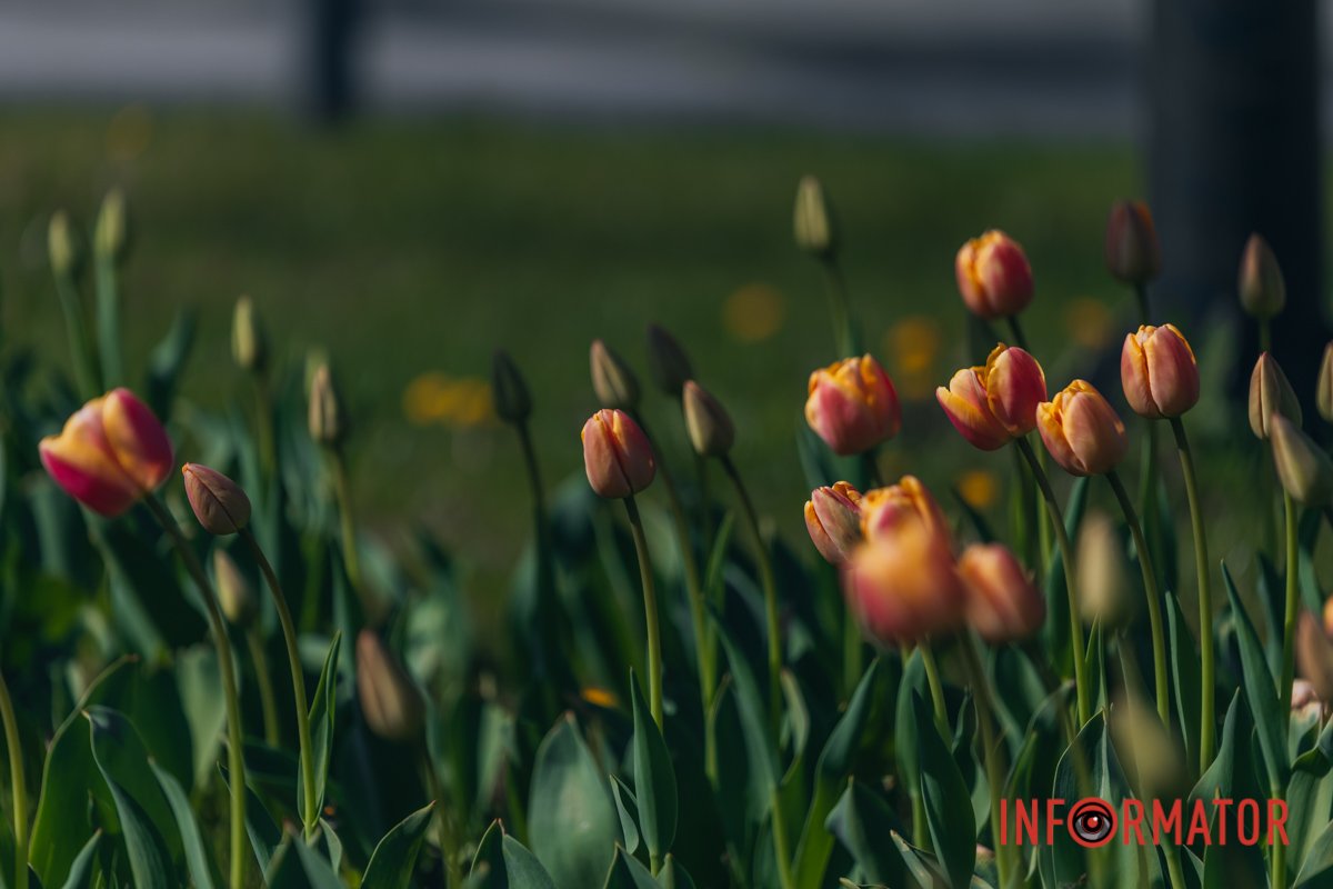 Тюльпани приємно пахнуть