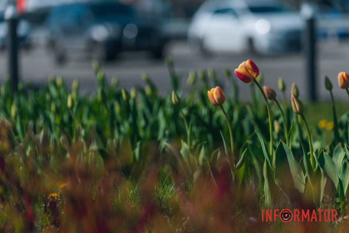 Вони розташовані впродовж пішохідної зони