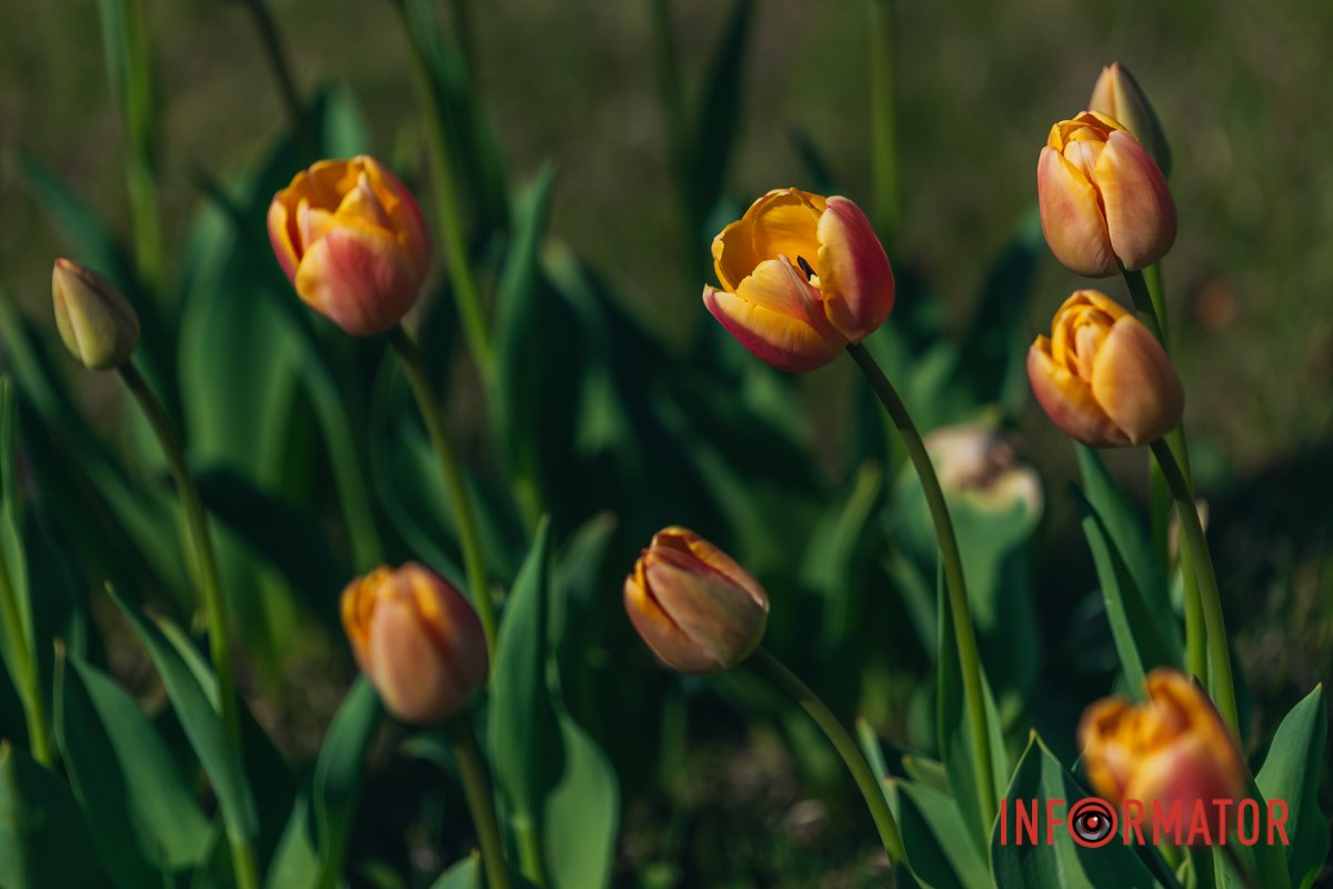 Квіти мають жовто-рожевий колір