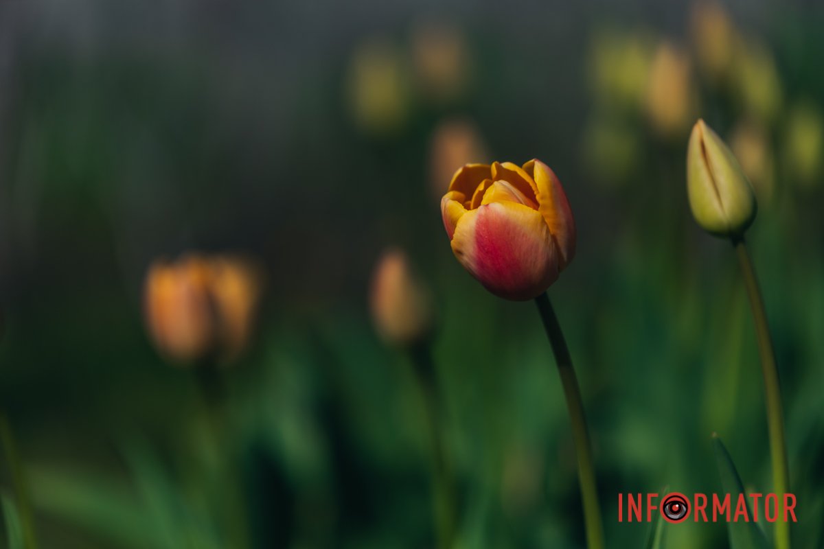 У Дніпрі починають розквітати тюльпани
