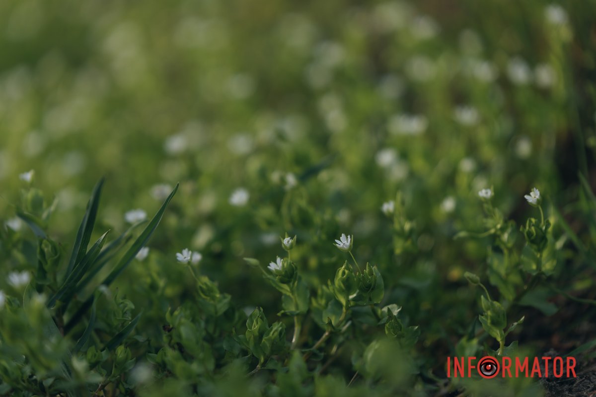 Прекрасні квіти