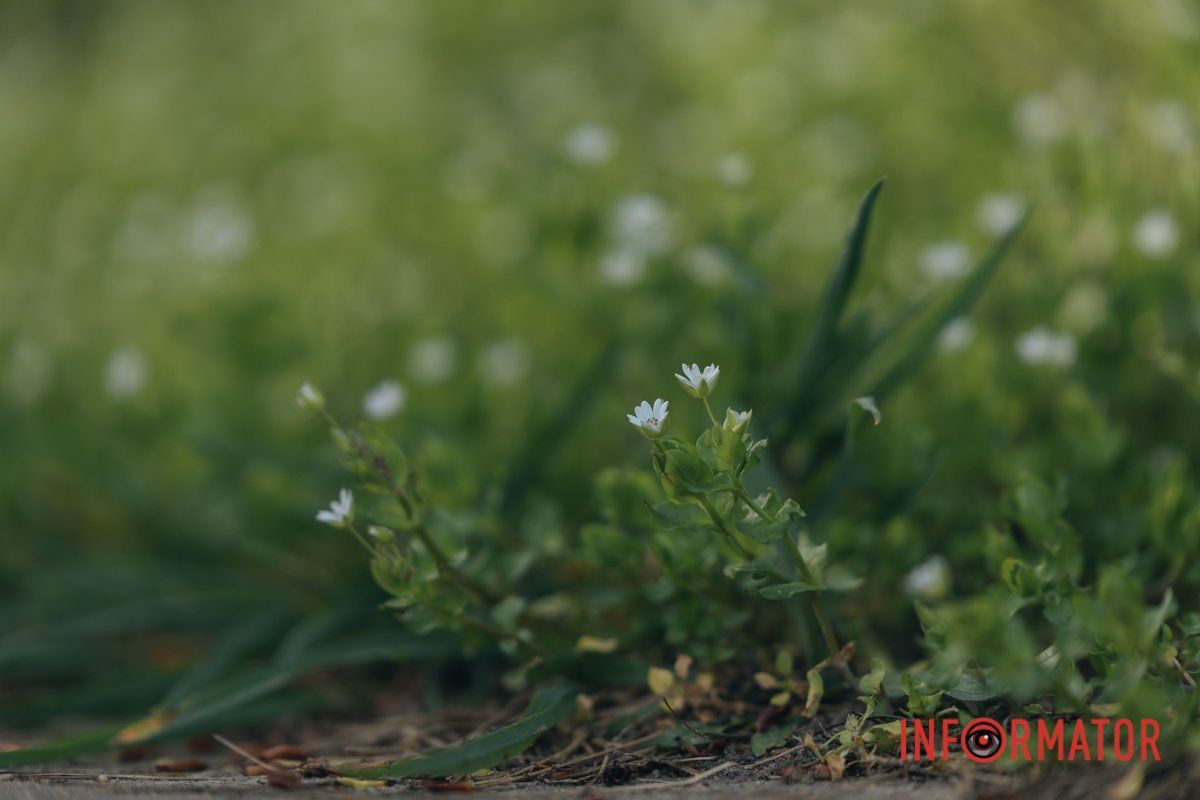 Не завжди у нас є час помітити красу