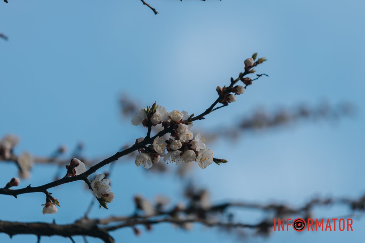 Відчуваєте її аромат?