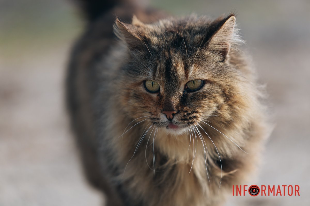 Який красень